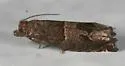 Constricted Sonia Moth - Hodges#3218 - Sonia constrictana