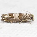 Constricted Sonia Moth - Hodges#3218 - photo 5