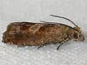 Sonia ferruginana - Hodges#3218.3