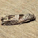 Sonia ferruginana - Hodges#3218.3 - photo 3