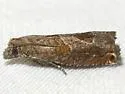 Sonia ferruginana - Hodges#3218.3 - photo 4