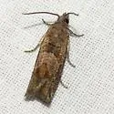 Sonia ferruginana - Hodges#3218.3 - photo 5