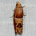 Hebrew Sonia Moth - Hodges#3218.1