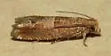 Hebrew Sonia Moth - Hodges#3218.1 - photo 2