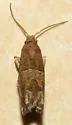 Hebrew Sonia Moth - Hodges#3218.1 - photo 3