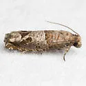 Hebrew Sonia Moth - Hodges#3218.1 - photo 4
