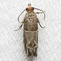 Hebrew Sonia Moth - Hodges#3218.1 - photo 5