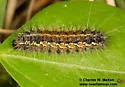 Sonorarctia fervida - Hodges#8158.1 - photo 2