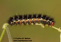 Sonorarctia fervida - Hodges#8158.1 - photo 3