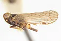 Sonorium altanatum