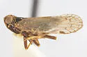 Sonorium corvinum