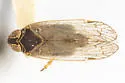 Sonorium corvinum - photo 2