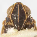 Sonorium corvinum - photo 3
