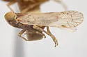 Sonorium dondonius
