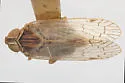 Sonorium dondonius - photo 2