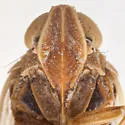 Sonorium dondonius - photo 3