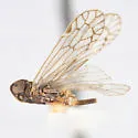 Sonorium sylvaticum