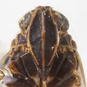 Sonorium zyxus - photo 3