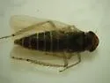 Sonronius binotatus