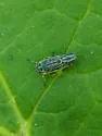 Sonronius maculipes