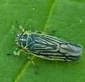 Sonronius maculipes - photo 2