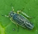 Sonronius maculipes - photo 3