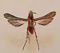 Sophona greenfieldi - Hodges#2513.1