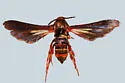 Sophona snellingi - Hodges#2513.2 - Sophona snellingi