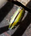 Two-spotted Leafhopper - photo 2