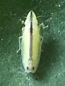Two-spotted Leafhopper - photo 3