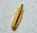 Two-spotted Leafhopper - photo 4