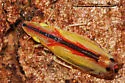 Two-spotted Leafhopper - photo 5
