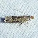 Sophronia roseicrinella - Hodges#2214