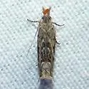 Sophronia roseicrinella - Hodges#2214 - photo 2