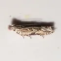 Sophronia roseicrinella - Hodges#2214 - photo 3