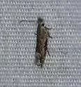 Sophronia roseicrinella - Hodges#2214 - photo 5