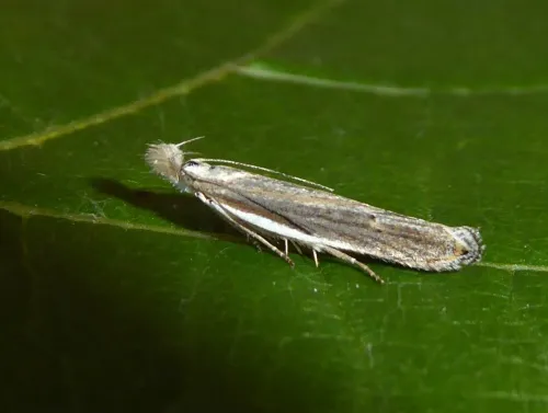 Sophronia semicostella