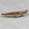 Sophronia teretracma - Hodges#2215