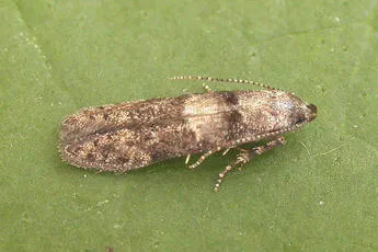 Sorhagenia lophyrella
