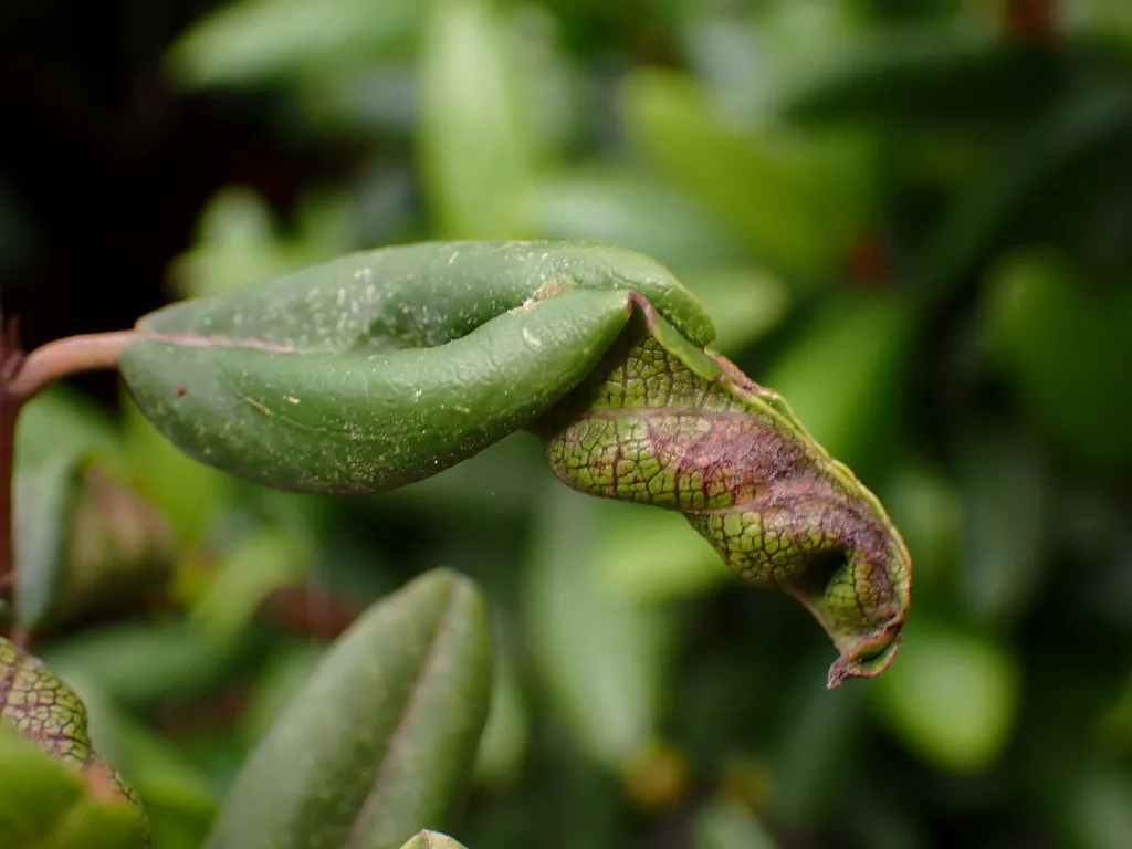Coffeeberry Midrib Gall Moth - photo 2