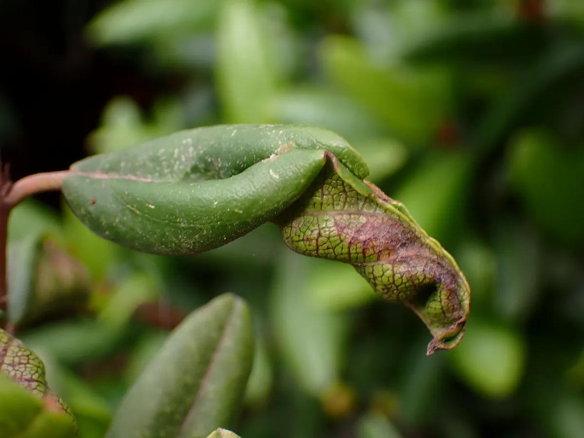 Coffeeberry Midrib Gall Moth - photo 3