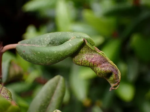 Coffeeberry Midrib Gall Moth - photo 4