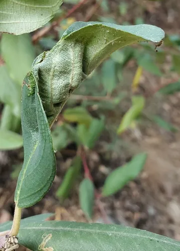 Coffeeberry Midrib Gall Moth - photo 5