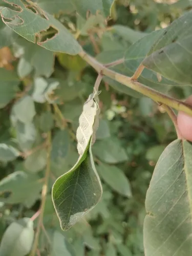 Coffeeberry Midrib Gall Moth - photo 6