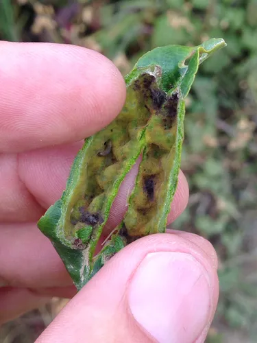 Coffeeberry Midrib Gall Moth - photo 8