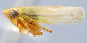 Sorhoanus involutus