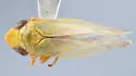 Sorhoanus involutus - photo 2
