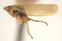 Sorhoanus lenis