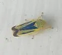Sorhoanus orientalis