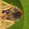 Sorhoanus orientalis - photo 2
